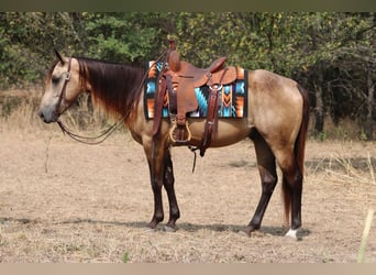 American Quarter Horse, Ruin, 4 Jaar, Buckskin