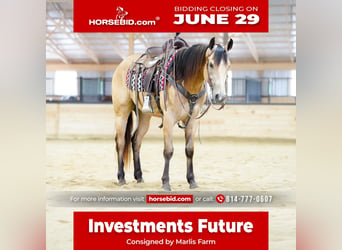American Quarter Horse, Ruin, 4 Jaar, Buckskin
