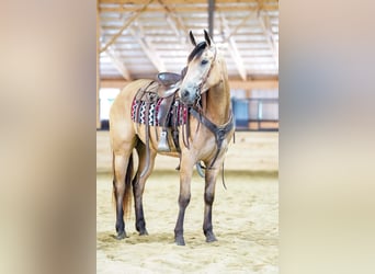 American Quarter Horse, Ruin, 4 Jaar, Buckskin