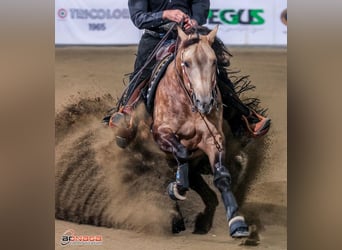 American Quarter Horse, Ruin, 4 Jaar, Buckskin