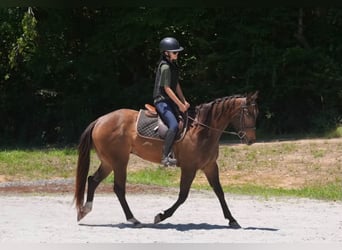 American Quarter Horse, Ruin, 4 Jaar, Buckskin