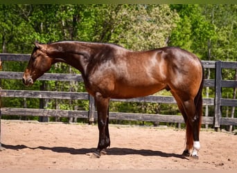 American Quarter Horse, Ruin, 4 Jaar, Buckskin