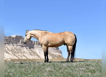 American Quarter Horse, Ruin, 4 Jaar, Buckskin