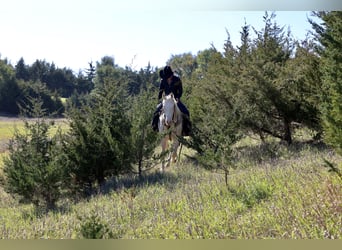 American Quarter Horse, Ruin, 4 Jaar, Cremello