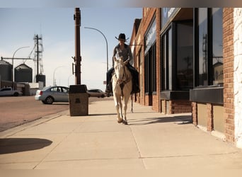 American Quarter Horse, Ruin, 4 Jaar, Cremello
