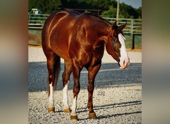 American Quarter Horse, Ruin, 4 Jaar, Donkere-vos