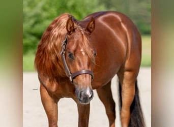 American Quarter Horse, Ruin, 4 Jaar, Donkere-vos