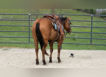 American Quarter Horse, Ruin, 4 Jaar, Falbe