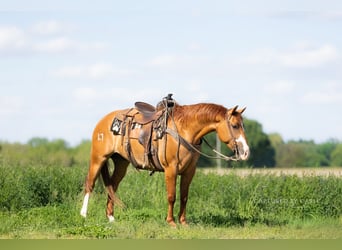 American Quarter Horse, Ruin, 4 Jaar, Falbe