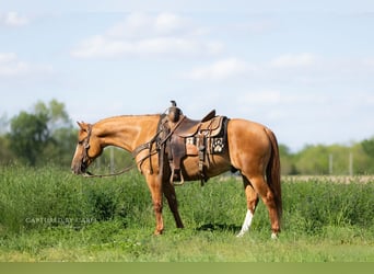 American Quarter Horse, Ruin, 4 Jaar, Falbe