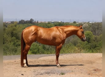 American Quarter Horse, Ruin, 4 Jaar, Falbe