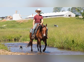 American Quarter Horse, Ruin, 4 Jaar, Falbe