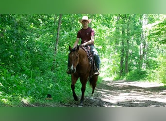 American Quarter Horse, Ruin, 4 Jaar, Falbe