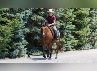 American Quarter Horse, Ruin, 4 Jaar, Falbe