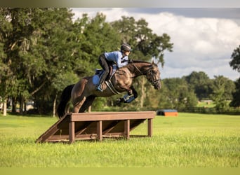 American Quarter Horse Mix, Ruin, 4 Jaar, Grullo