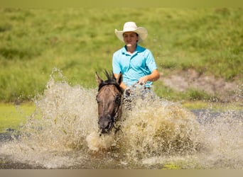 American Quarter Horse Mix, Ruin, 4 Jaar, Grullo