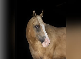 American Quarter Horse, Ruin, 4 Jaar, Palomino