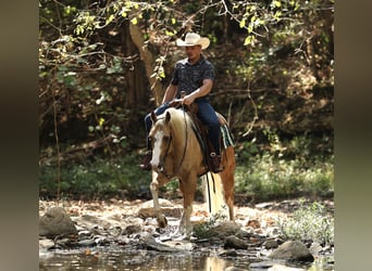 American Quarter Horse, Ruin, 4 Jaar, Palomino