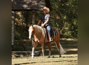 American Quarter Horse, Ruin, 4 Jaar, Palomino