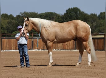 American Quarter Horse, Ruin, 4 Jaar, Palomino