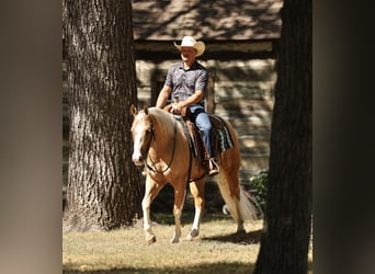 American Quarter Horse, Ruin, 4 Jaar, Palomino