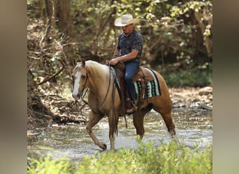 American Quarter Horse, Ruin, 4 Jaar, Palomino