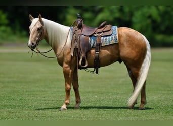 American Quarter Horse, Ruin, 4 Jaar, Palomino