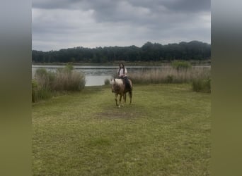 American Quarter Horse, Ruin, 4 Jaar, Palomino