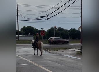 American Quarter Horse, Ruin, 4 Jaar, Palomino