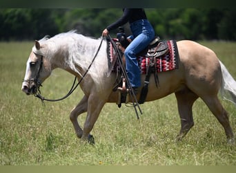 American Quarter Horse, Ruin, 4 Jaar, Palomino