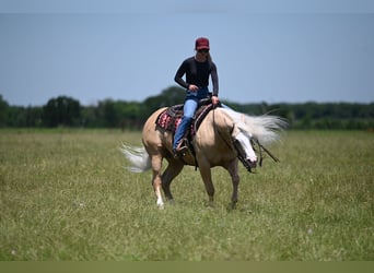 American Quarter Horse, Ruin, 4 Jaar, Palomino