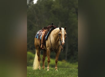 American Quarter Horse, Ruin, 4 Jaar, Palomino