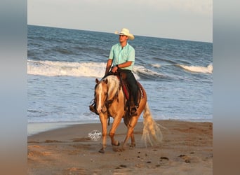 American Quarter Horse, Ruin, 4 Jaar, Palomino