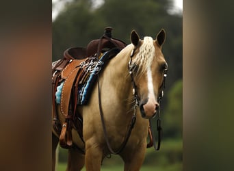 American Quarter Horse, Ruin, 4 Jaar, Palomino