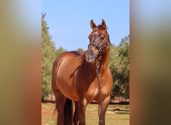 American Quarter Horse, Ruin, 4 Jaar, Red Dun