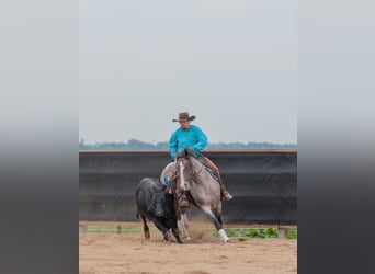 American Quarter Horse, Ruin, 4 Jaar, Roan-Bay