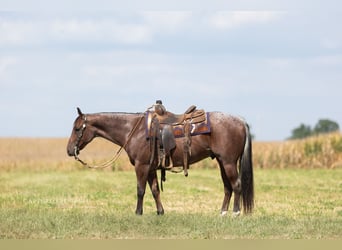 American Quarter Horse, Ruin, 4 Jaar, Roan-Bay
