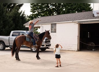 American Quarter Horse, Ruin, 4 Jaar, Roan-Bay
