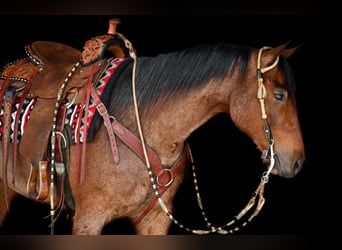 American Quarter Horse, Ruin, 4 Jaar, Roan-Bay