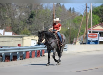 American Quarter Horse, Ruin, 4 Jaar, Roan-Blue