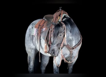 American Quarter Horse, Ruin, 4 Jaar, Roan-Blue
