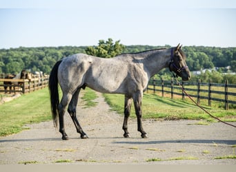 American Quarter Horse, Ruin, 4 Jaar, Roan-Blue