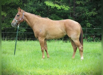 American Quarter Horse, Ruin, 4 Jaar, Roan-Red