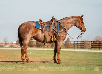 American Quarter Horse, Ruin, 4 Jaar, Roan-Red