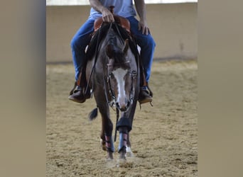 American Quarter Horse, Ruin, 4 Jaar, Roan-Red