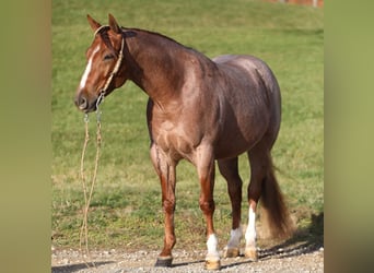 American Quarter Horse, Ruin, 4 Jaar, Roan-Red