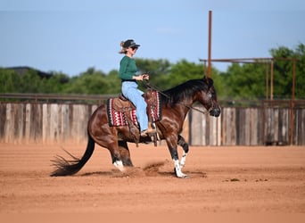 American Quarter Horse, Ruin, 4 Jaar, Roodbruin