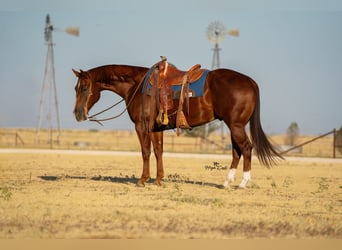 American Quarter Horse, Ruin, 4 Jaar, Roodvos