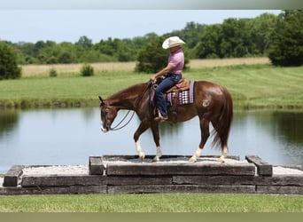 American Quarter Horse, Ruin, 4 Jaar, Roodvos