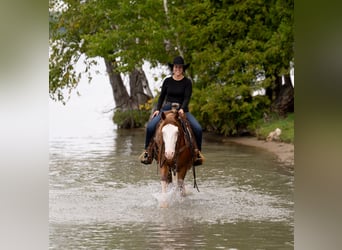 American Quarter Horse, Ruin, 4 Jaar, Roodvos